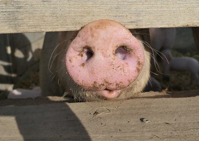 Bio Schweine-Erlebnishof Nähe Landshut
