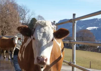 Familienhotel & Bauernhof in Radstadt, Österreich – Platz für große Gruppen