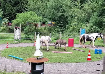 Erlebnisstall in Reichersbeuren mit Ponys
